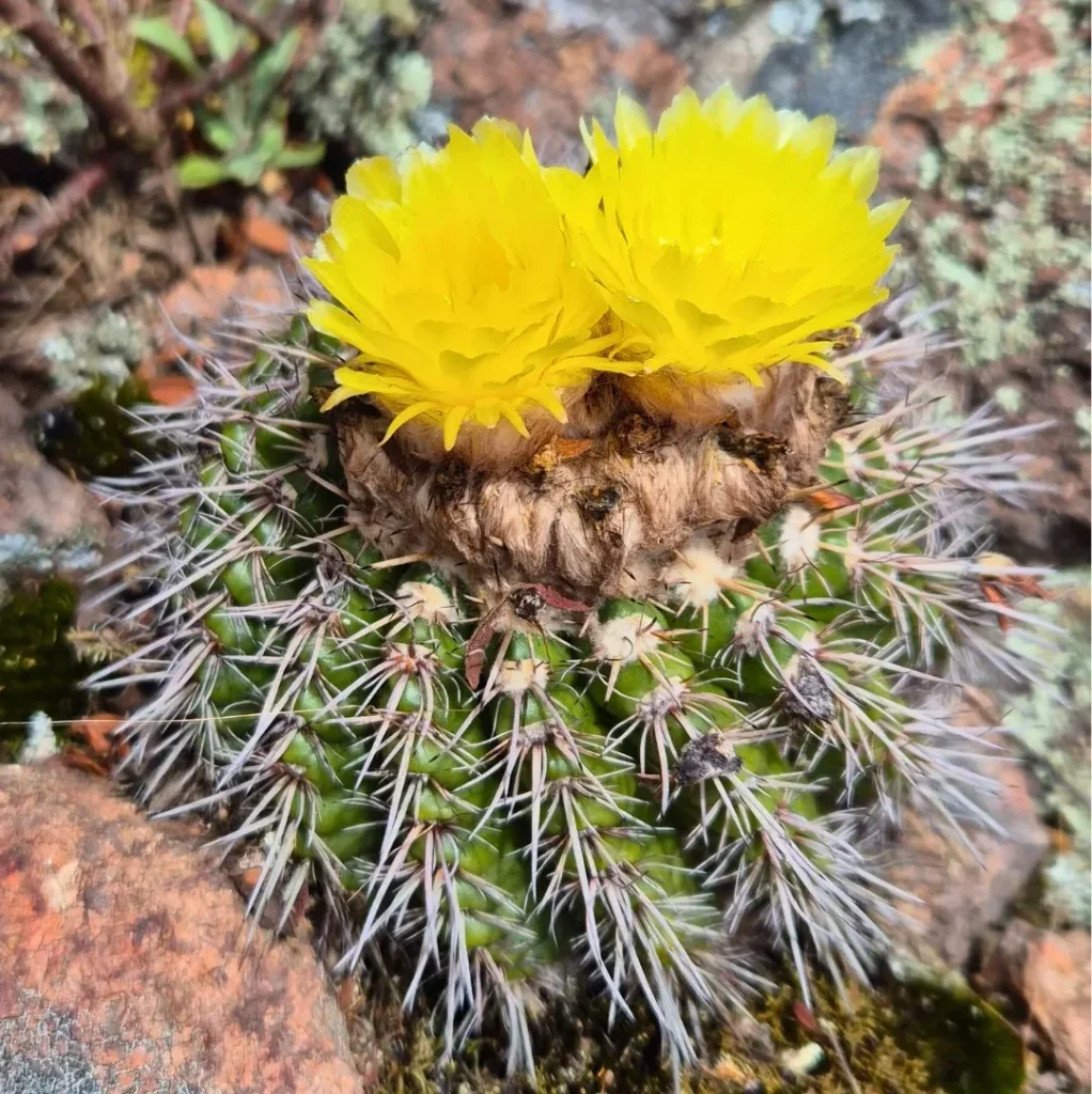 Cactus nativo con flores amarillas en el pastizal serrano