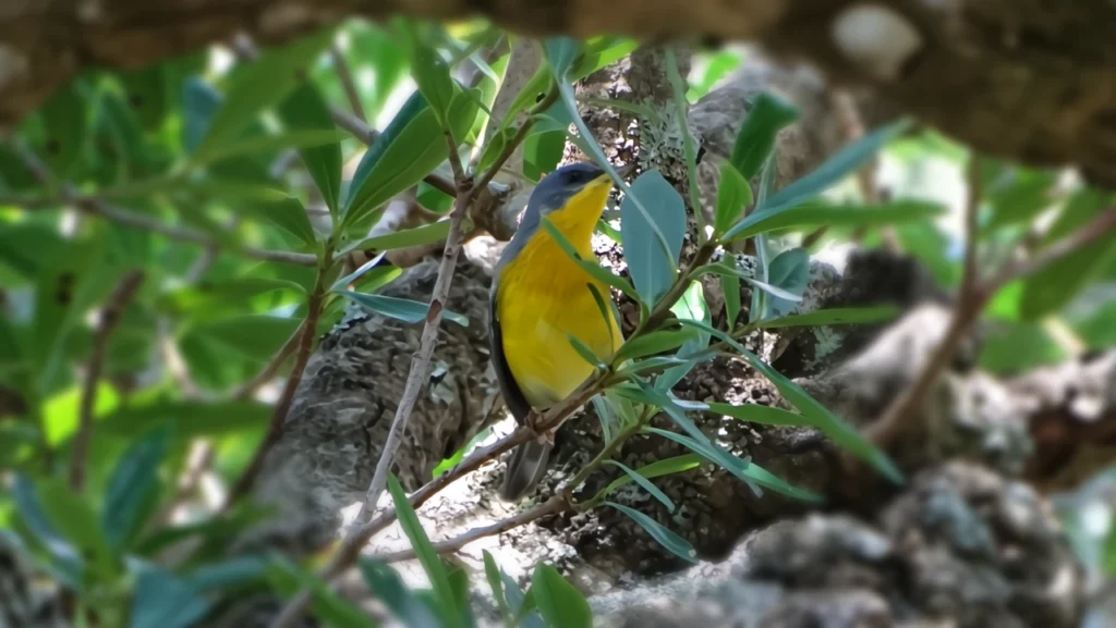 Ave de pecho amarillo en el monte nativo de 7 Generaciones